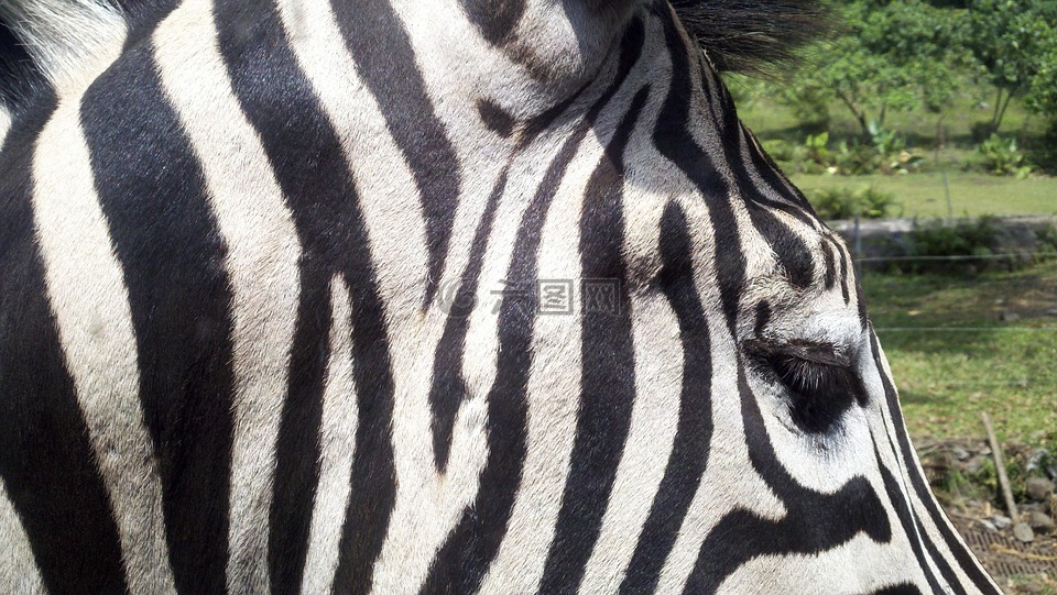 斑馬,動物,動物園