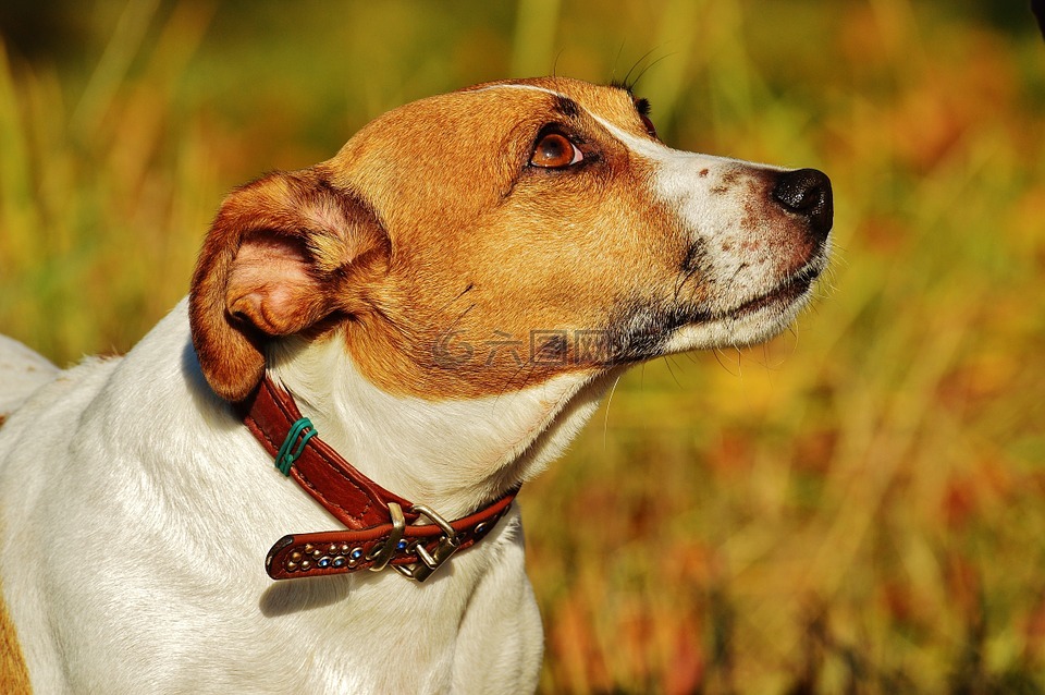 杰克羅素,小獵犬,狗