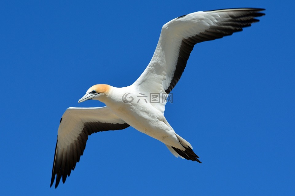 北方塘鵝,動物世界,鳥