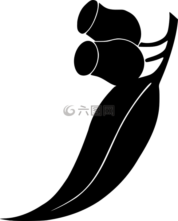 桉树,螺母,叶