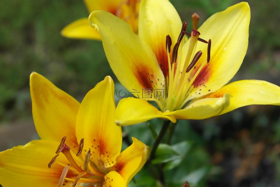 黃禮,花,黃色