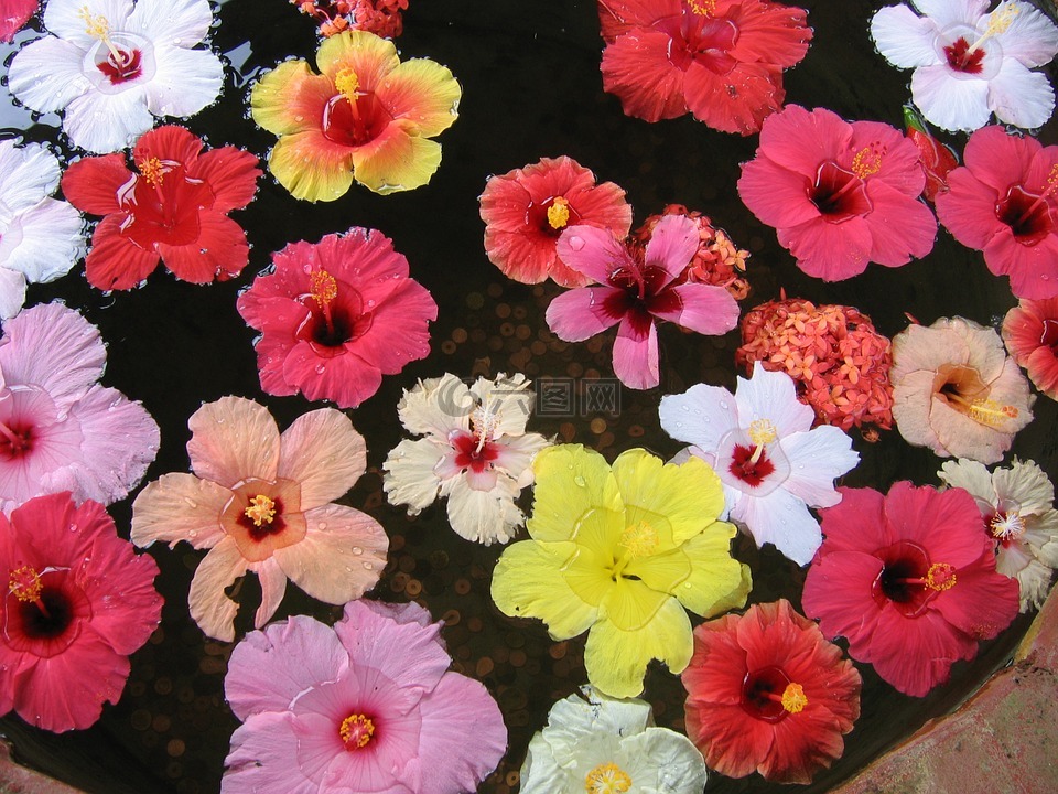 槿,池,花