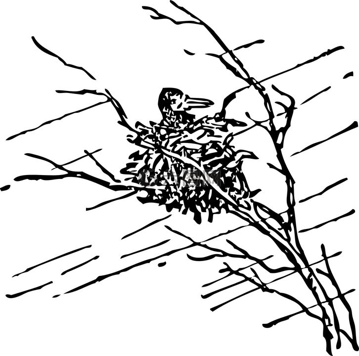 鳥,看,燕窩