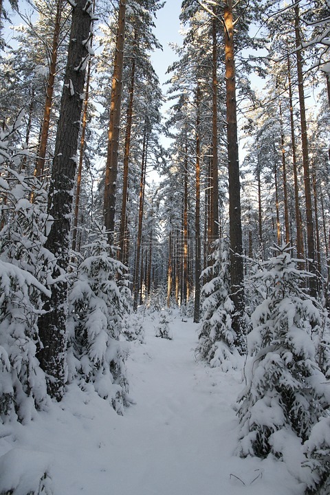 冬天,森林,雪