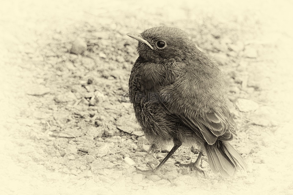 vergilbtvogel,羽毛,黑與白