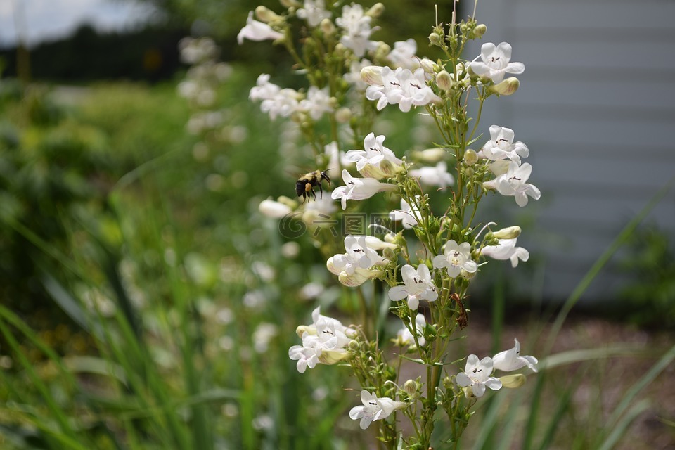 蜜蜂,自然,花蜜