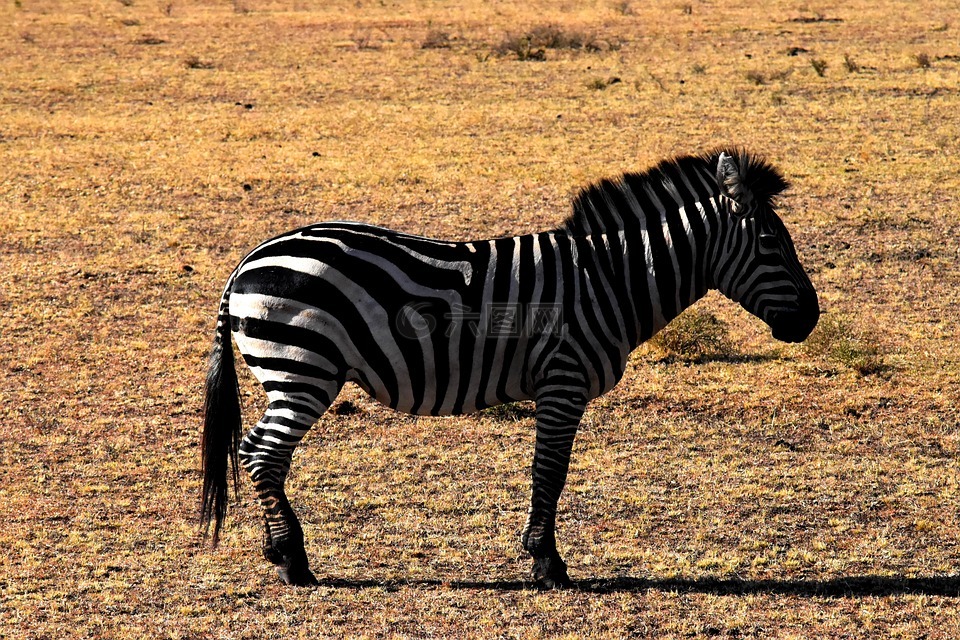 野生動物,斑馬,坦桑尼亞