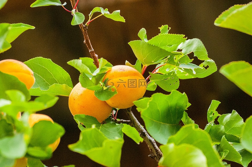 杏,兩個,水果