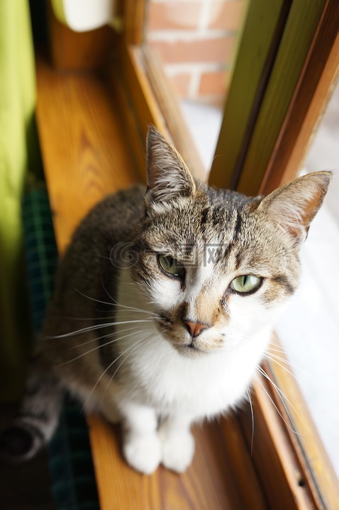 肖像,可爱,猫