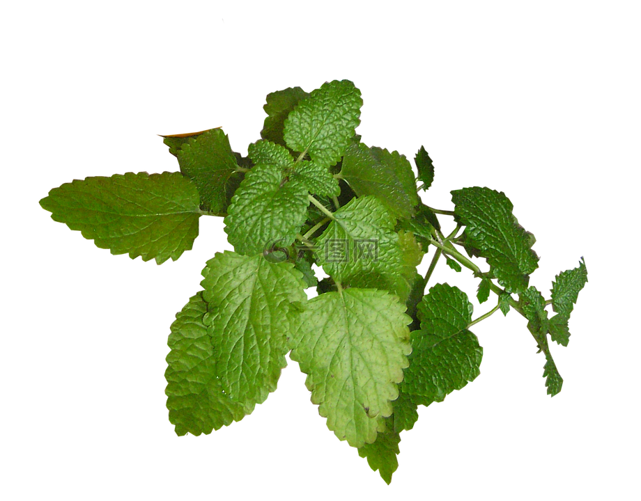 草本植物,檸檬,香膏