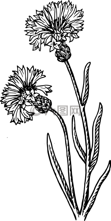 學(xué)士學(xué)位,植物,花