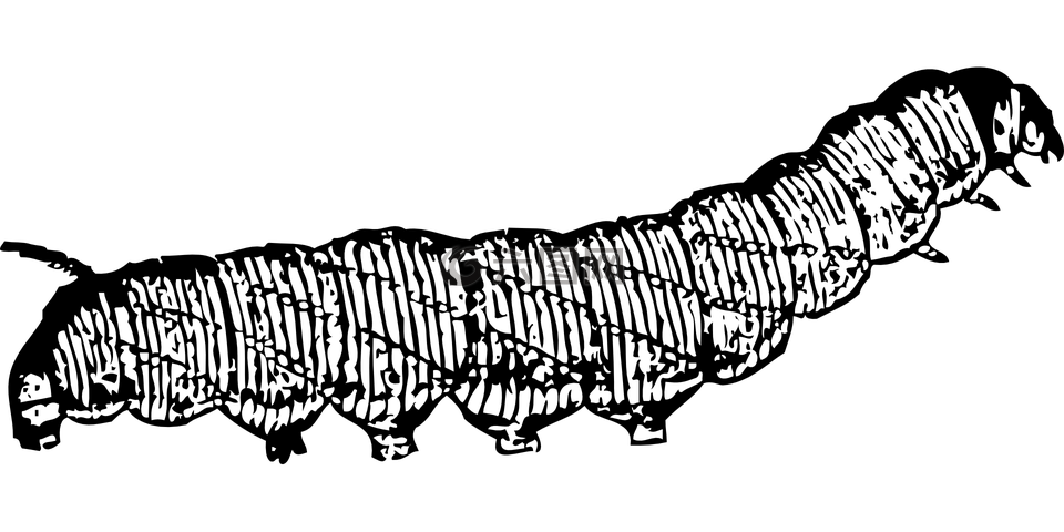 毛蟲(chóng),昆蟲(chóng),蠕蟲(chóng)