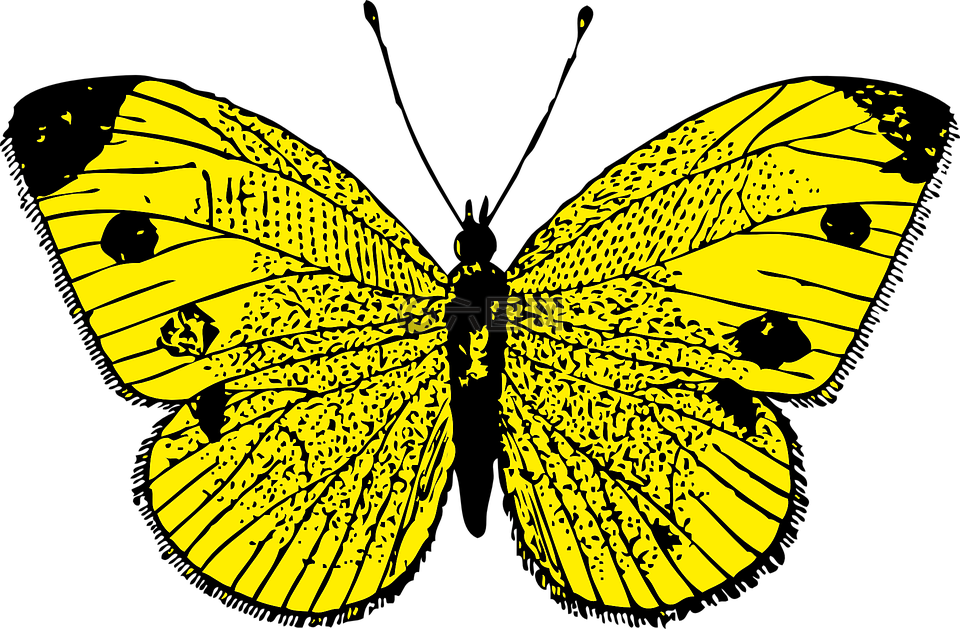 蝴蝶,君主,昆蟲(chóng)