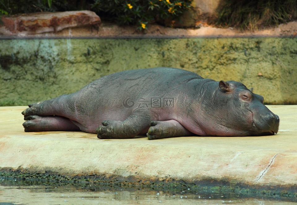河馬,動(dòng)物園,動(dòng)物