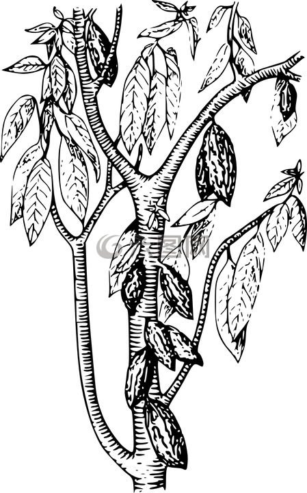 树,可可,植物