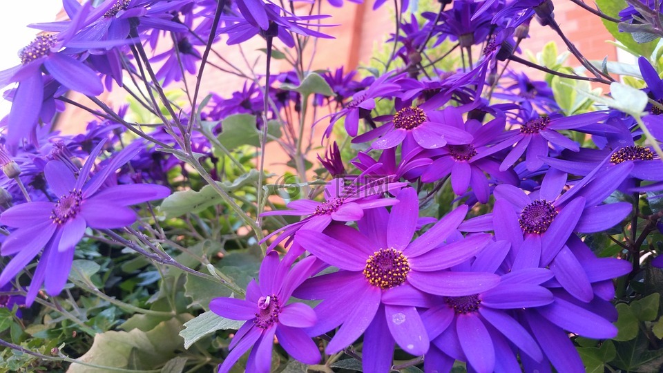 紫色的花,紫色的花瓣,戶(hù)外