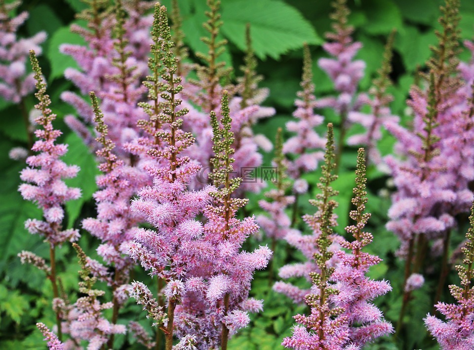 蓼,花,厂