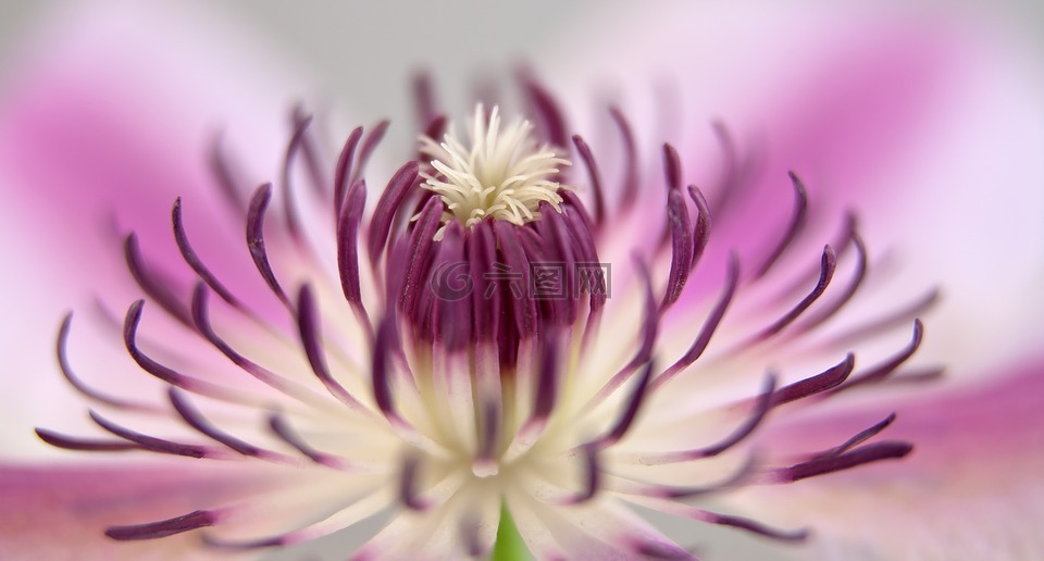 鐵線蓮,開花,關(guān)閉