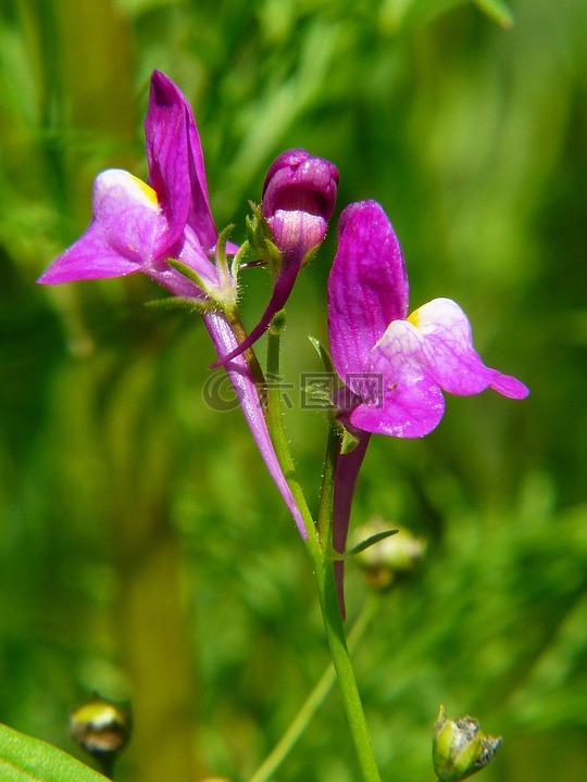 路邊 toadflax,lein,紫色