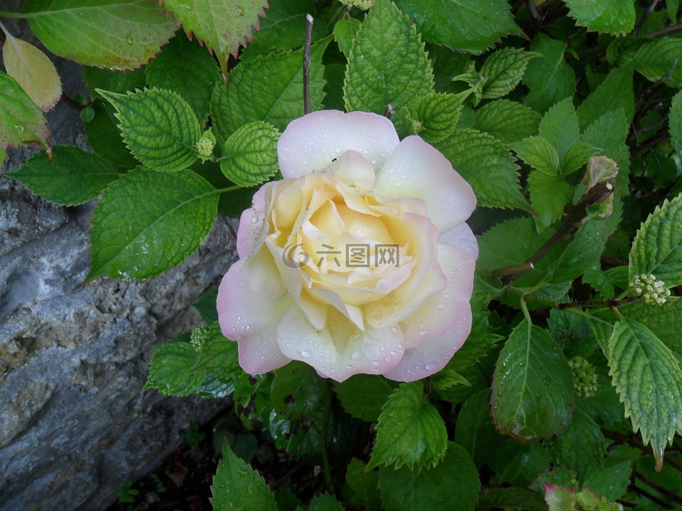 玫瑰,花,白
