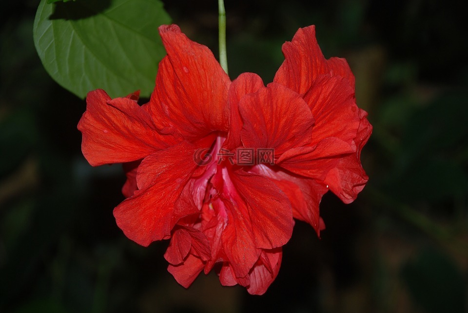 槿,花,红色