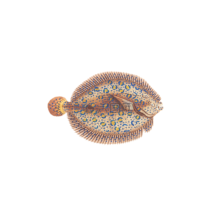 魚,動物,水