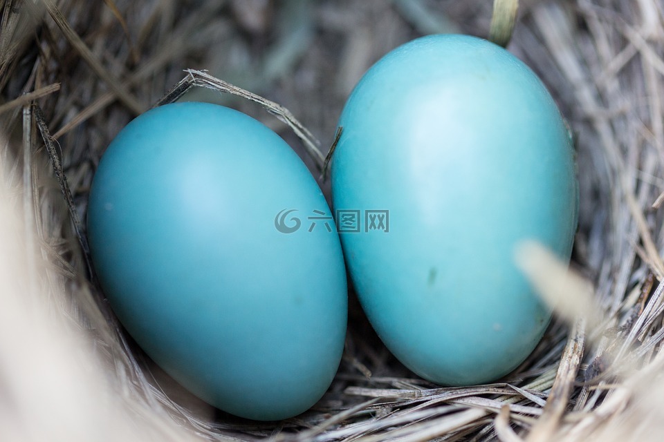 鳥,巢,雞蛋