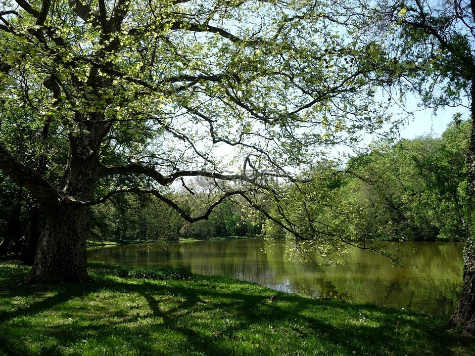 珠江,木材,水