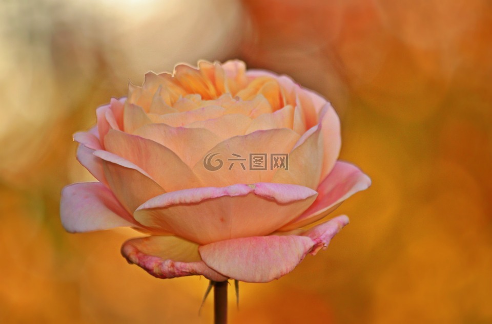 玫瑰,开花,花