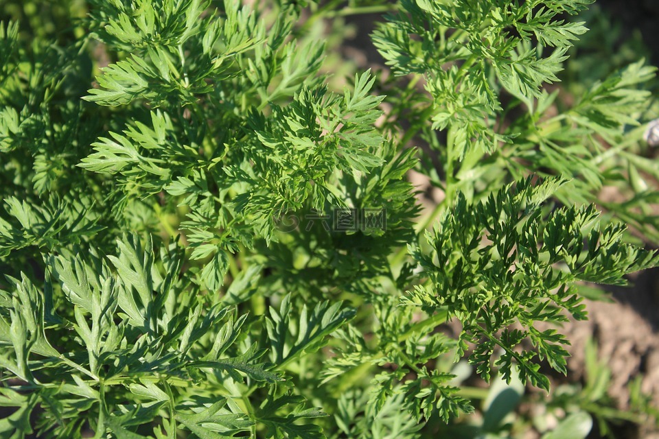 歐芹,蔬菜,花園