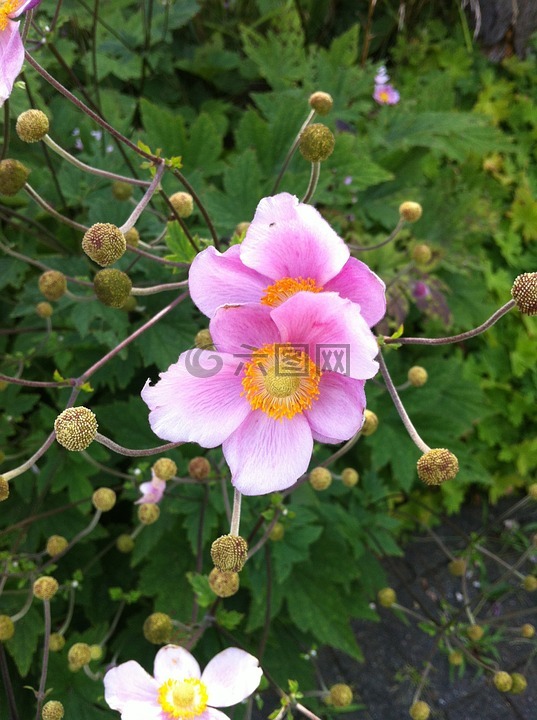 ?？?性質(zhì),鮮花