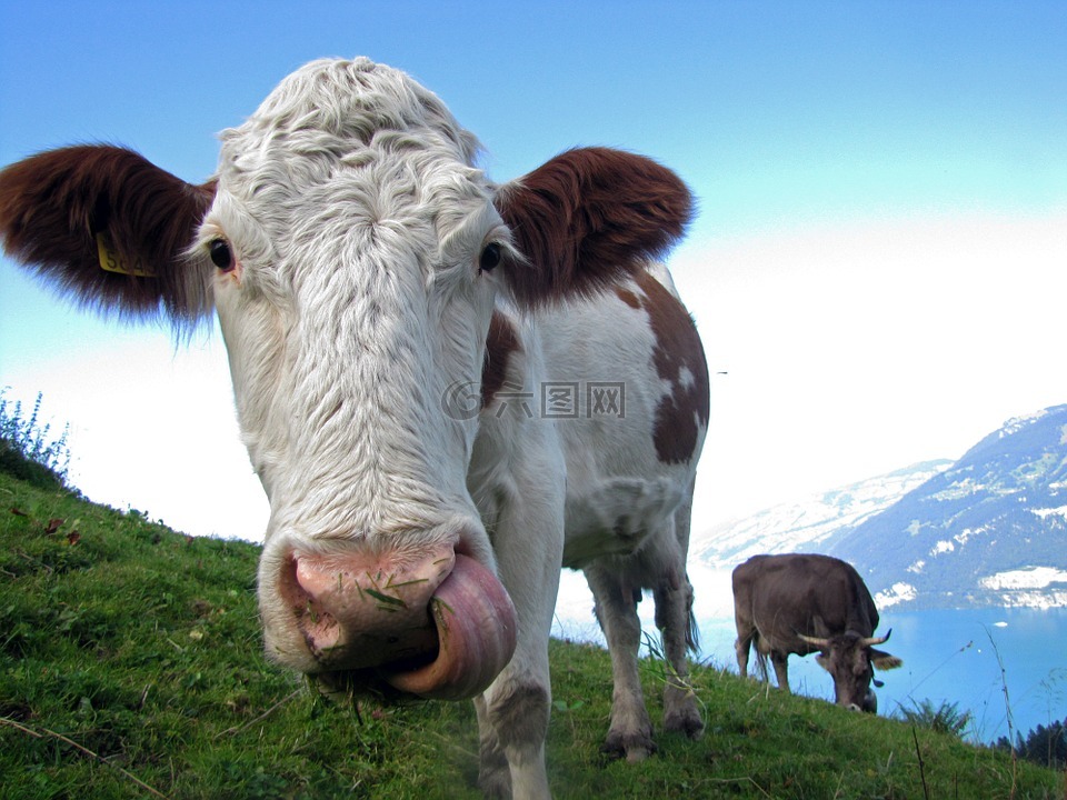 母牛,農(nóng)場里的動物,牛肉