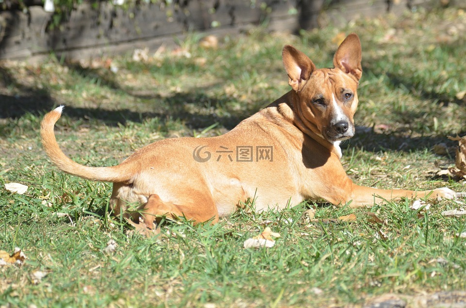 撕破臉皮,小獵犬混合,動物