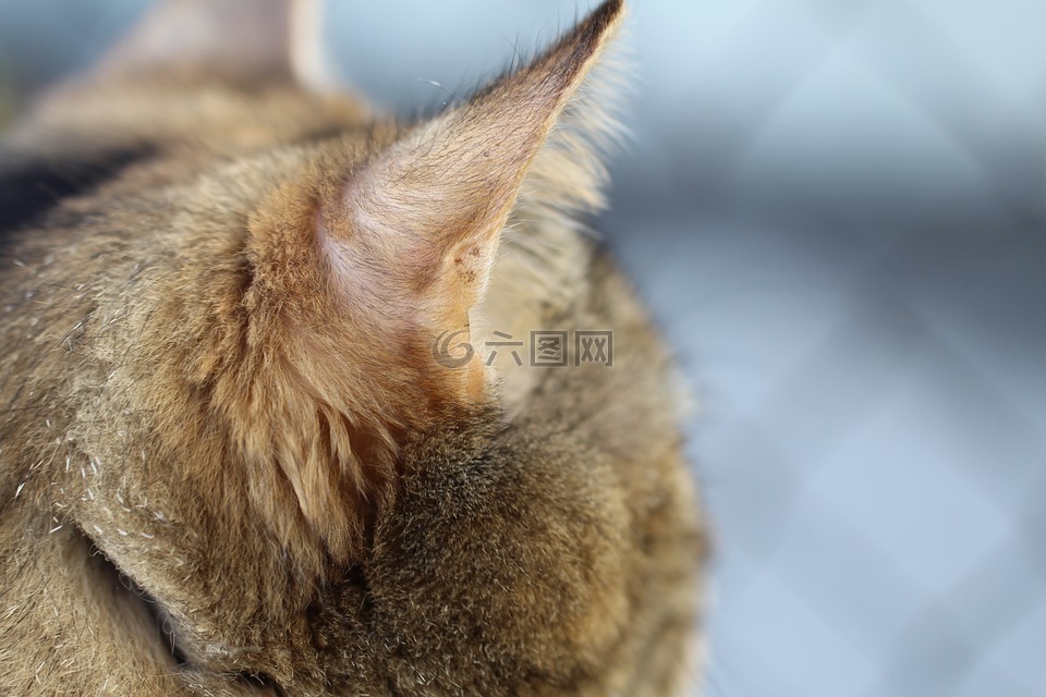 尖耳朵,猫,看看