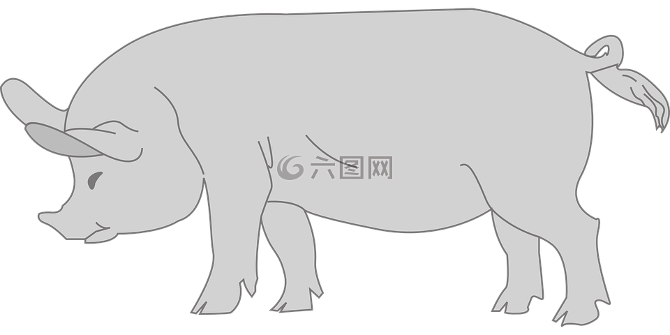 豬,動(dòng)物,尾巴