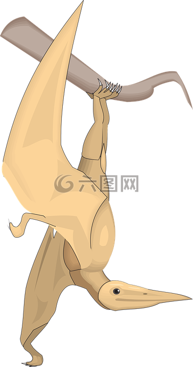 鳥,枝杈,翅膀