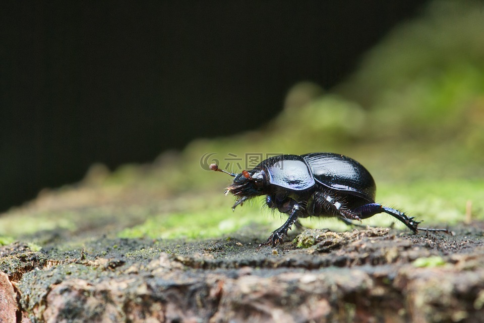 anoplotrupes stercorosus,甲蟲,糞便