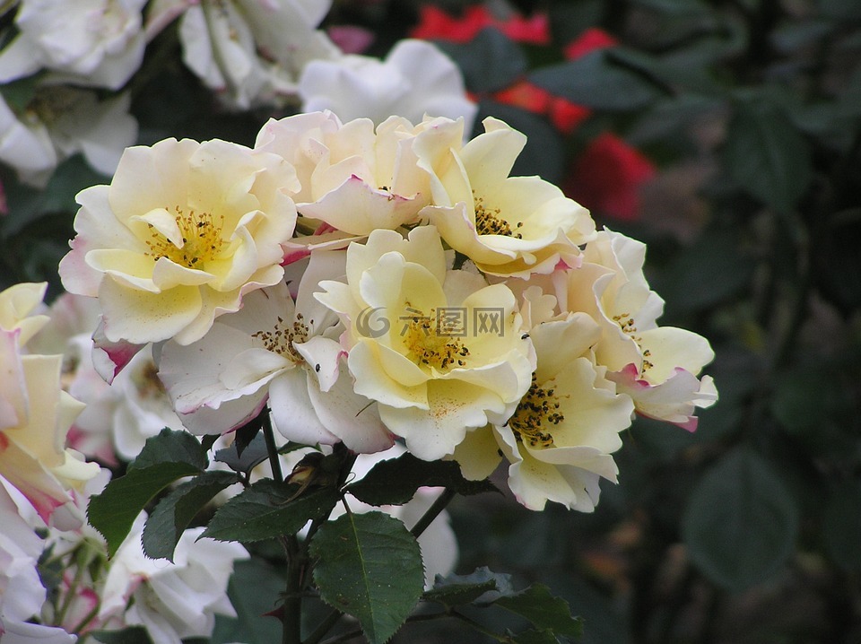 玫瑰,淺黃色,花園