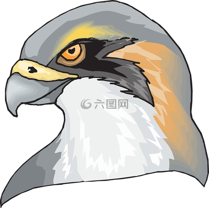 鷹,鳥,頭