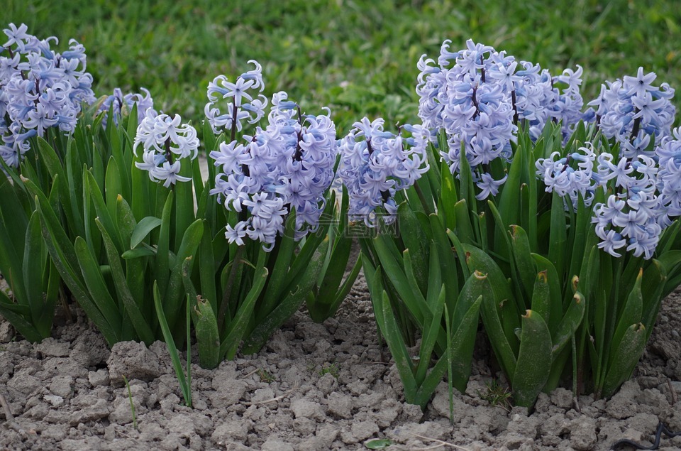 风信子,花,春天