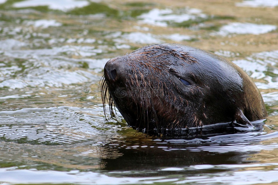密封,水,游泳