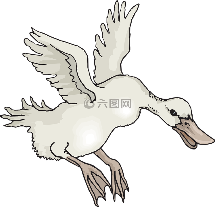 白,鳥,鴨