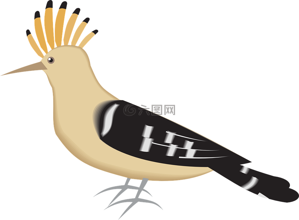 鳥,戴勝,翅膀