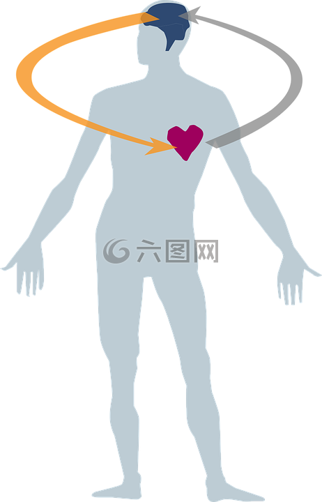 心,腦,男性的身體