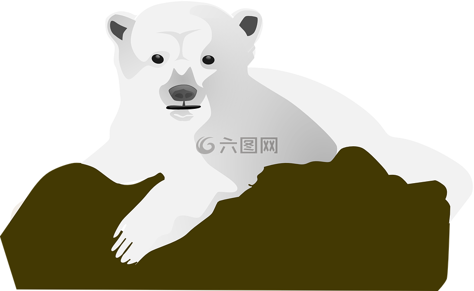 石,熊,雪