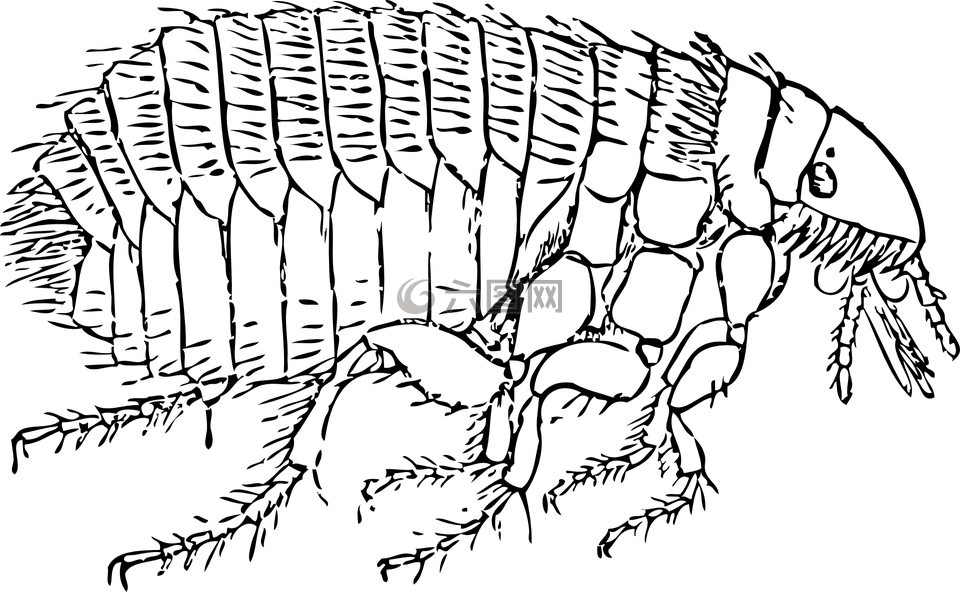 跳蚤,甲蟲，昆蟲,小
