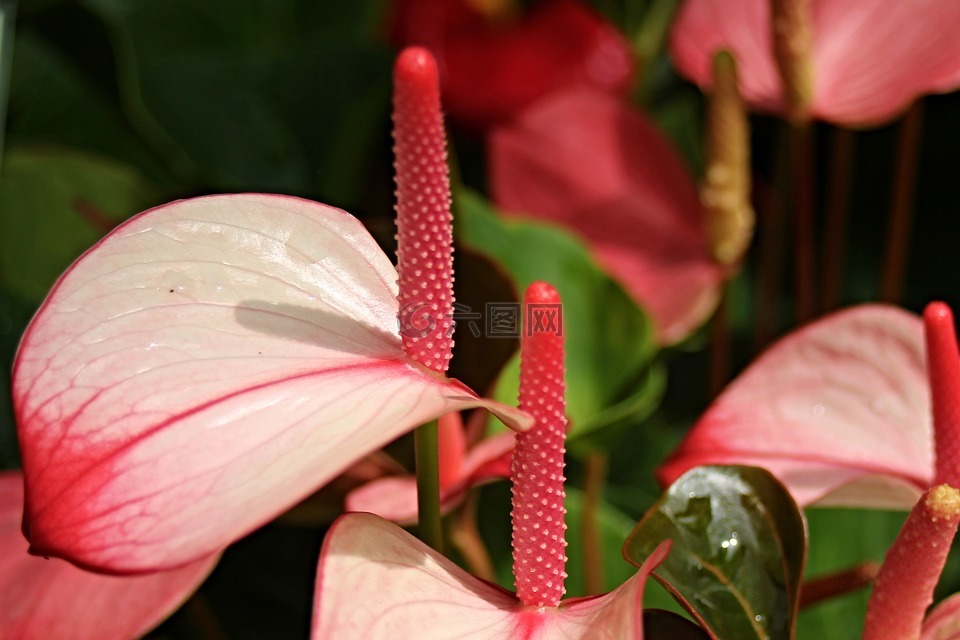 弗拉明戈花,紅掌,廠