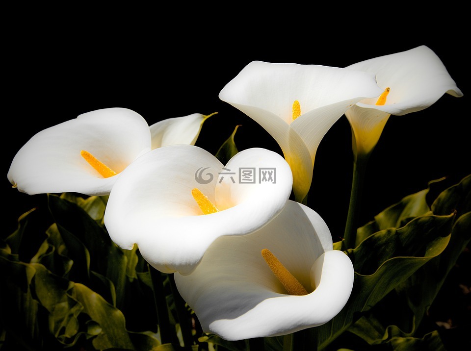 马蹄莲,百合花,白