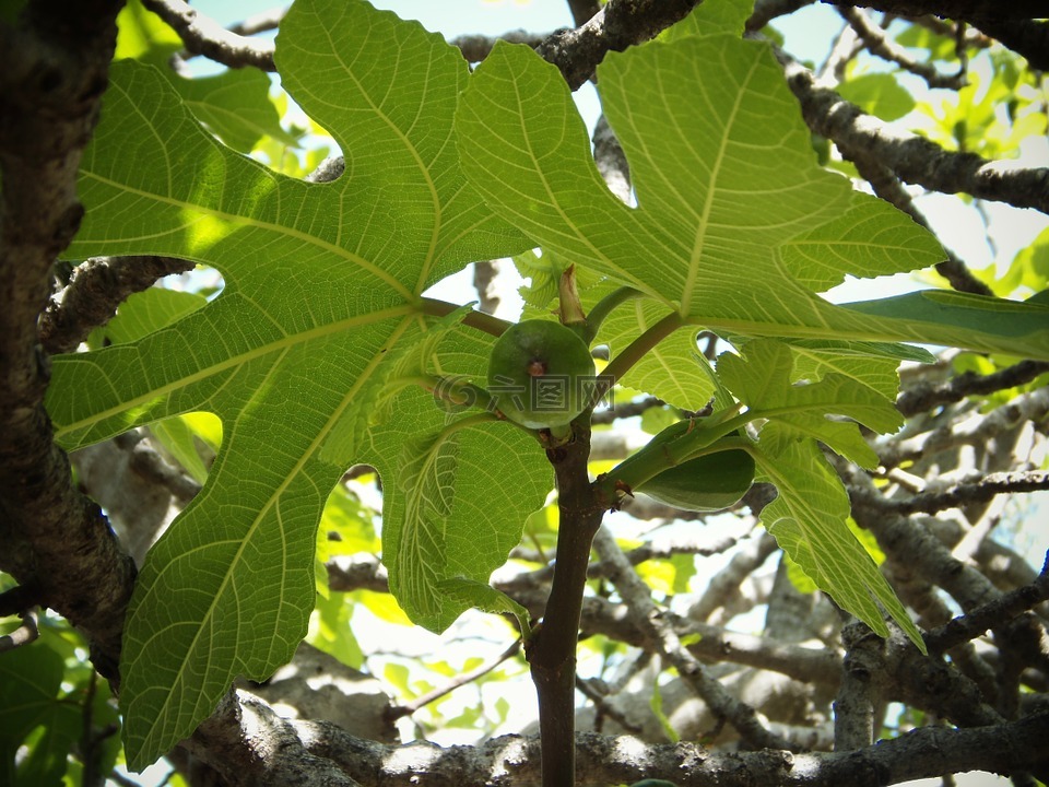 无花果树绿色的树叶水果