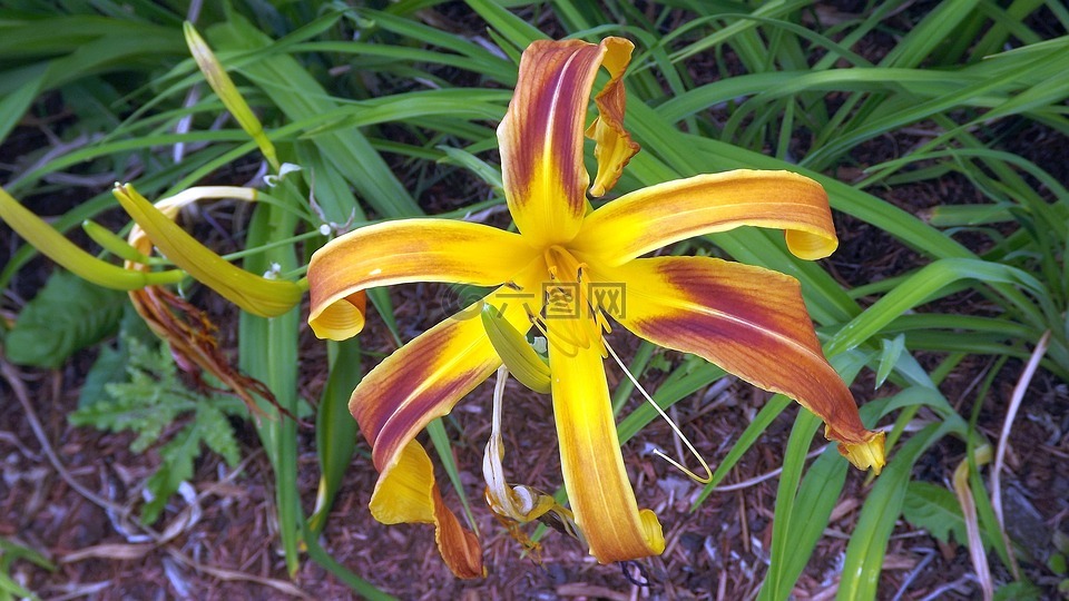 植物區(qū)系,植物,花